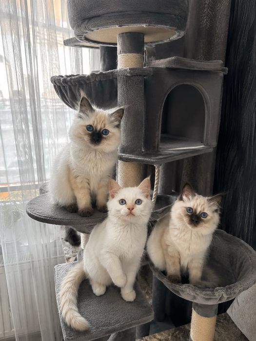 Рагдол Регдол /Ragdoll