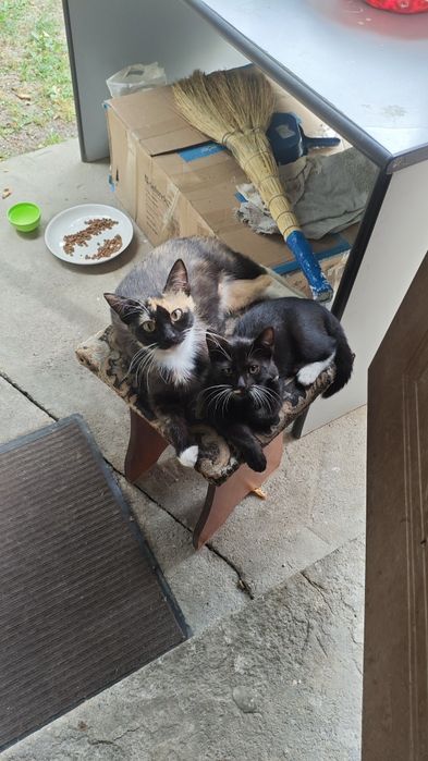Котенок или кошка в добрые руки