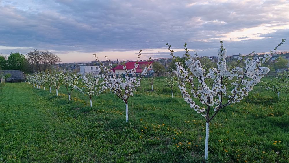 Taieri de rodire, plantare, altoire, formare pomi, îngrijire conifere