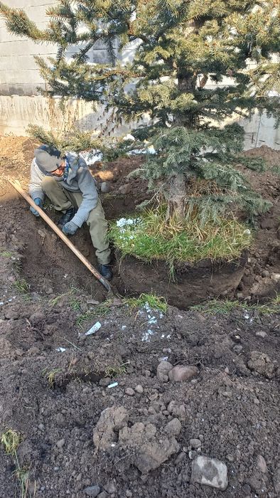 Пересадка деревьев профессионально