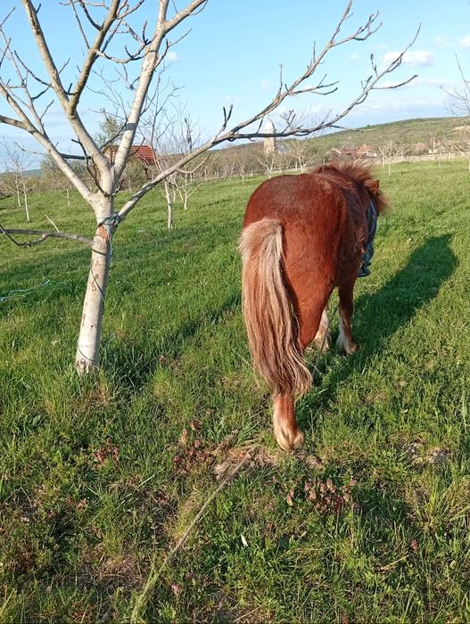 Armasar de monta ponei