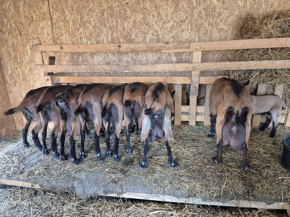 Capre Alpina Franceză – vând tot efectivul