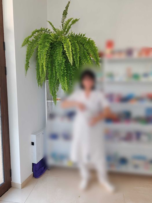 Стайна папрат, къдрева