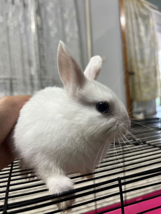 Продам кролика мальчик