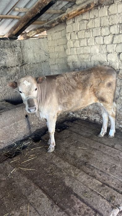 Екы бас урғашы бзаудар