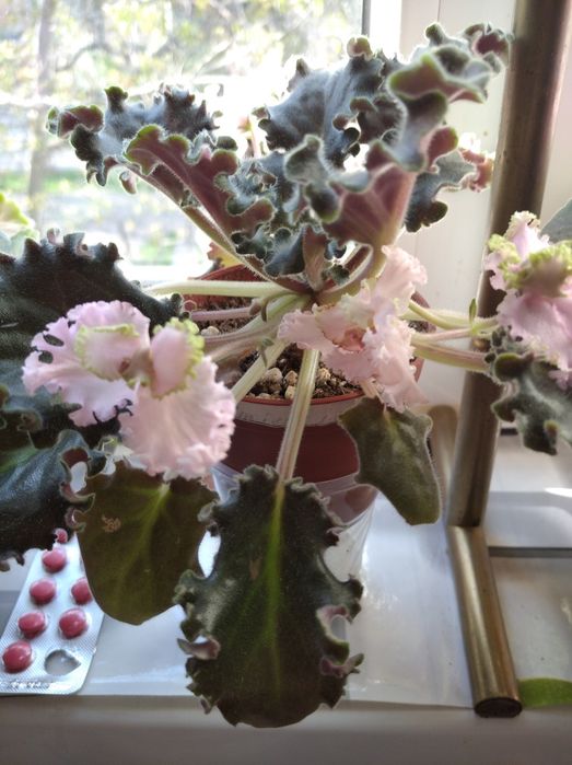 Красивые цветущие фиалки