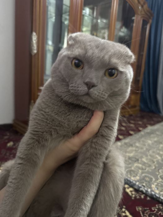 Продам чистих домашних котят