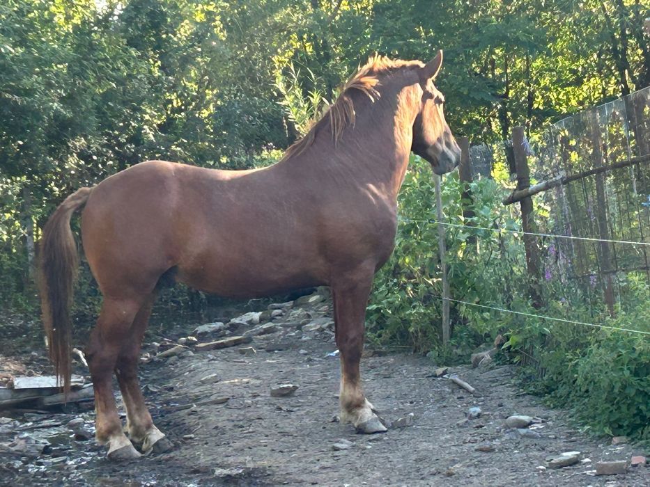Vand Armasar in varste de 3 ani ne invatat la carut