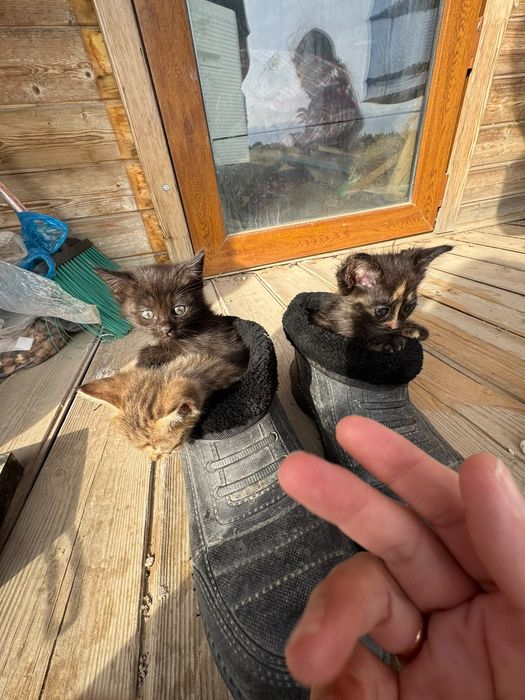 Котята  бесплатно