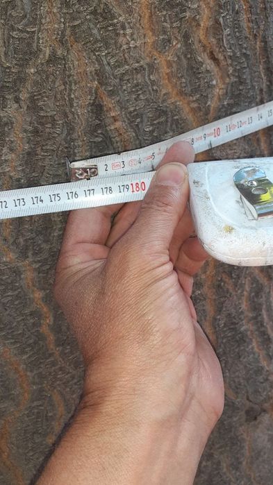 Павлоня дарахти 5 йашар буйи 15 метр  эни йарим метр айланаси  150 180