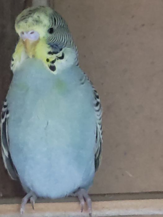 Budgerigar
Juda mashhur uy qushi
Oson qo‘lga o‘rganadi