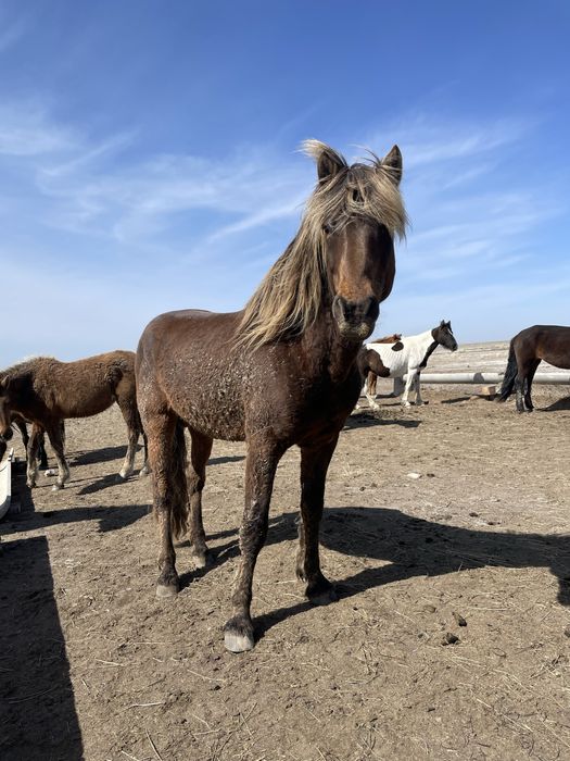Полукровь айғыр