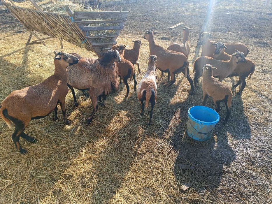 Oi camerun  9 bucati