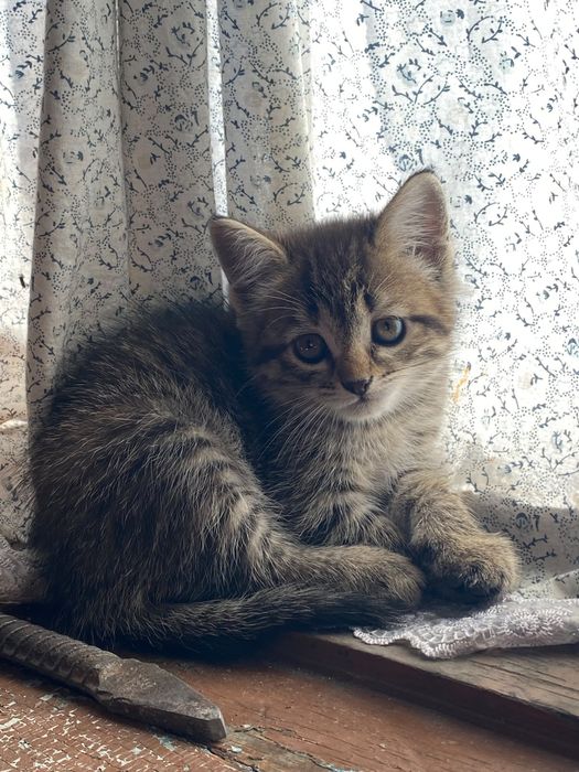 Два Котёнка .Полосатая девочка серая мальчик.