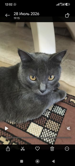 Отдадим кота в добрые руки