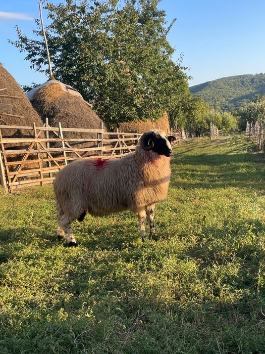 Berbecuți de vânzare