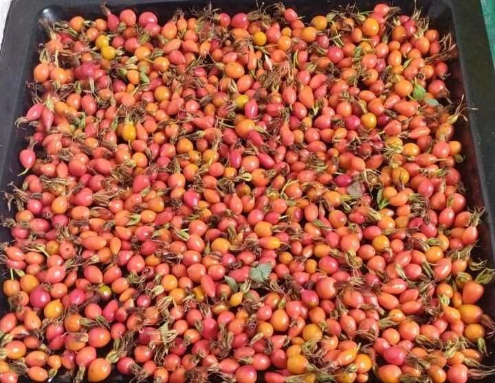 Шиповник шиповник