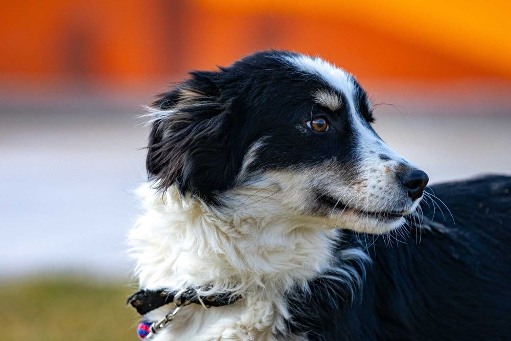 Собака (3 года) в добрые руки