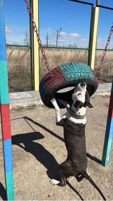 Продам 10000 питбуль с дакументами