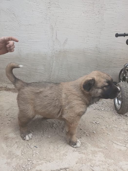 Продается щенок породы алабай сучка