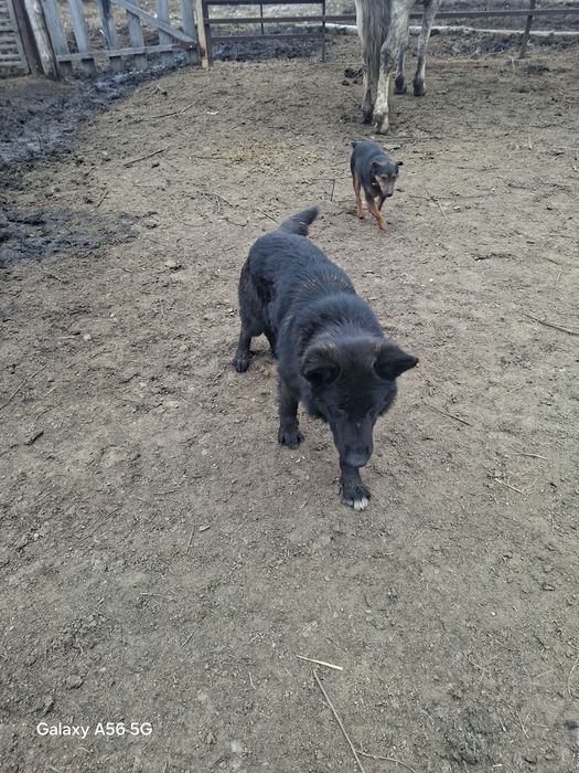 Овчарка сатам мал айдап тұр ұрғашы