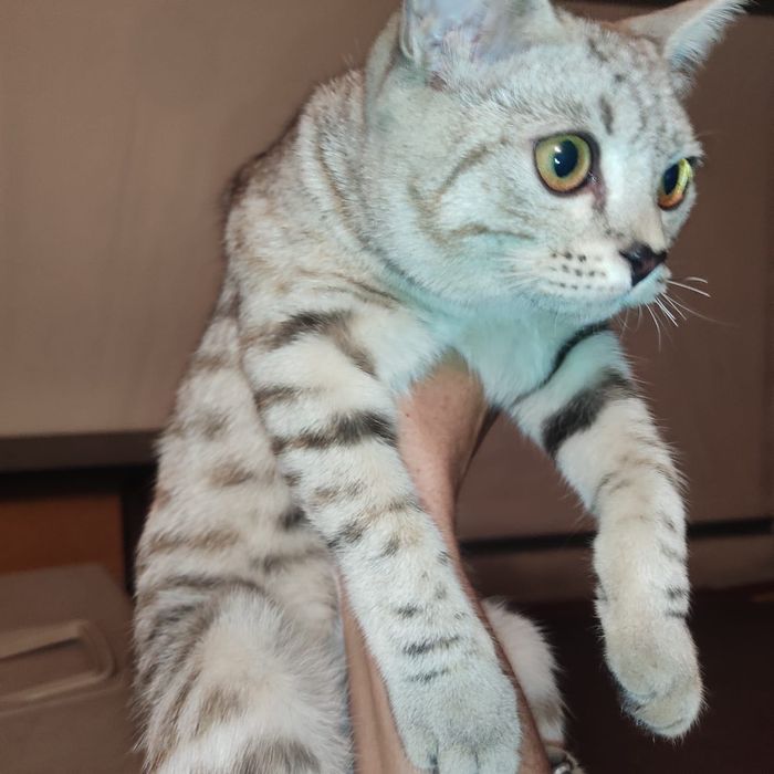 Кошечка в добрые руки
