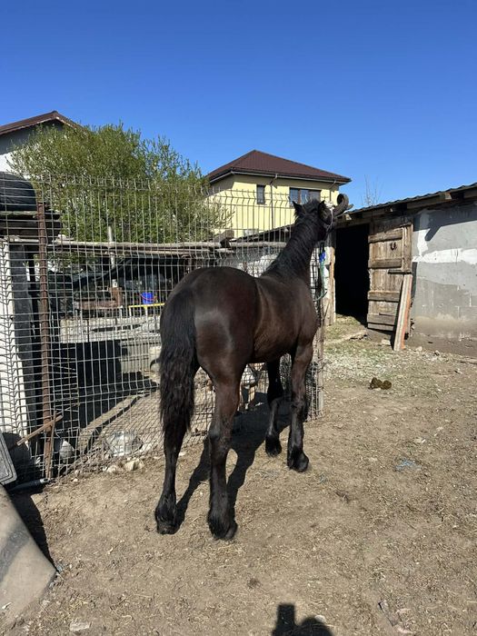 Vand Manza Frizian !!