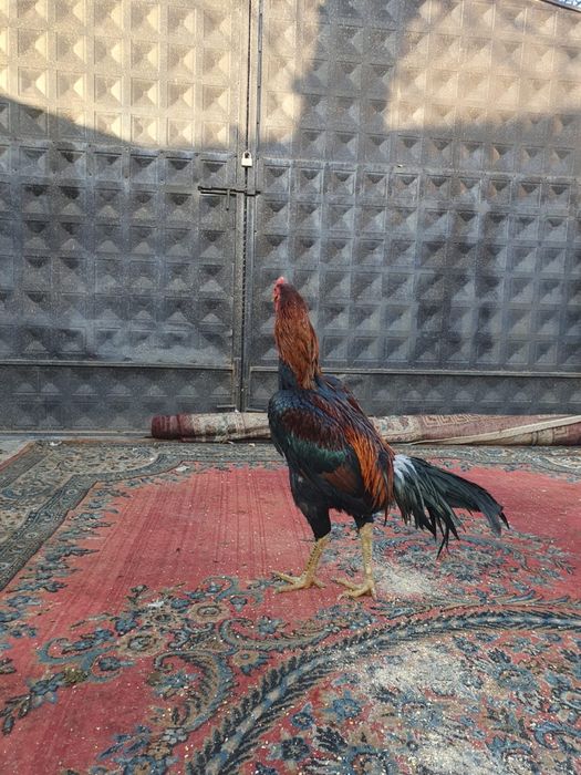 Дакан бойцовый хороших кровей