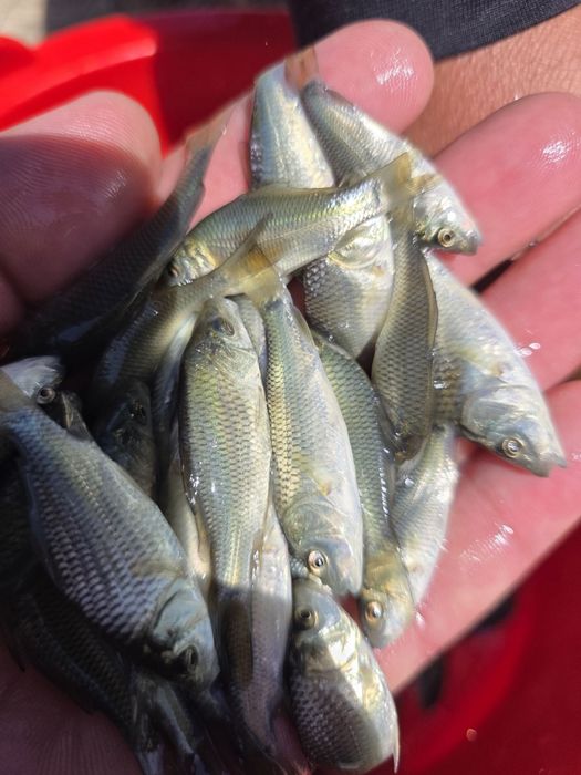 TCT FISH CLUSTERda yetishtirilgan baliq chavoqlari kelishilgan narxda