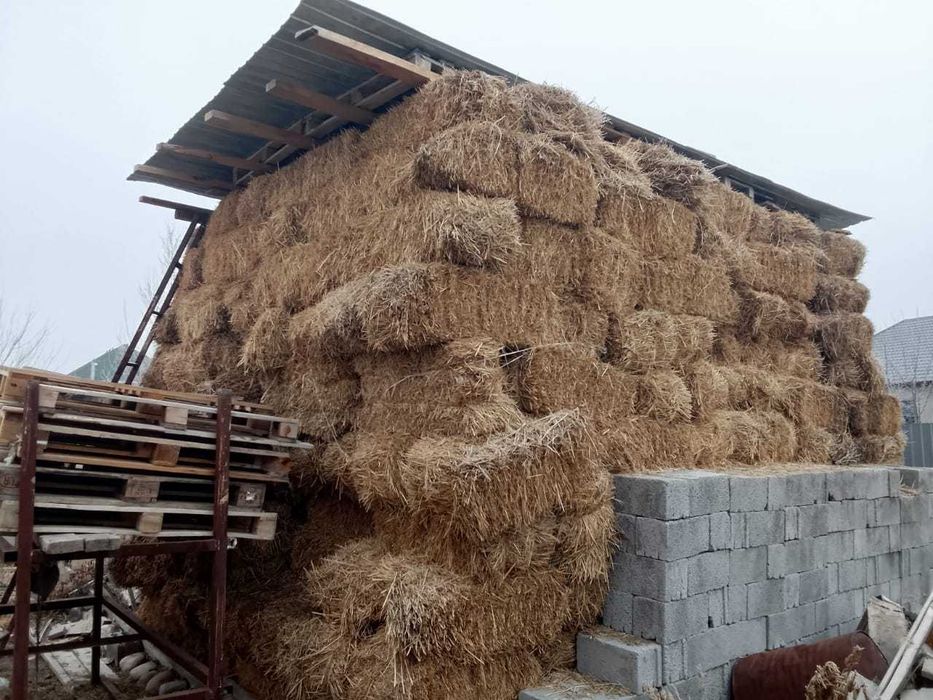 Кодыра шоп 700 тук 1350 ТГ г тараз массив арай