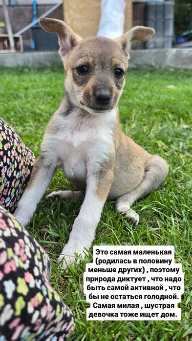 Щенками нужен дом