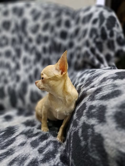 Вязка мини Чихуахуа