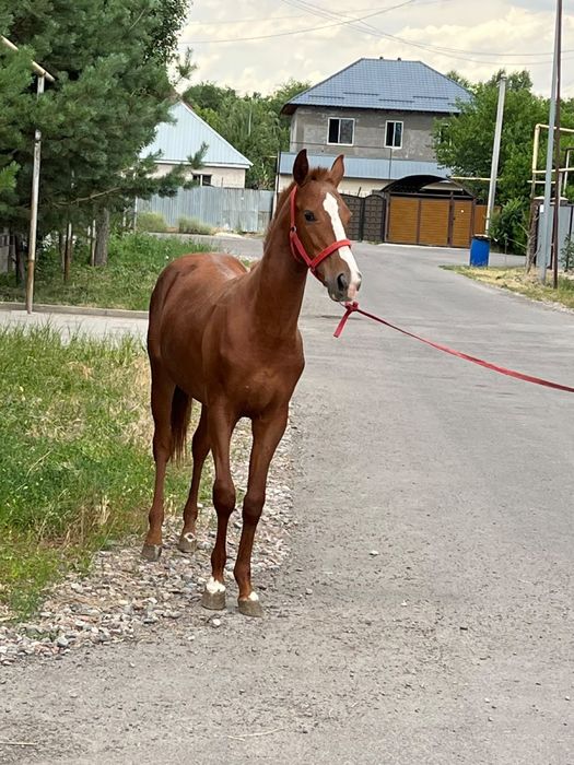 Молодой Жеребца Англия продам