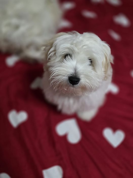 Căutam cele mai bune căsuțe pentru 4 puișori de bichoni!