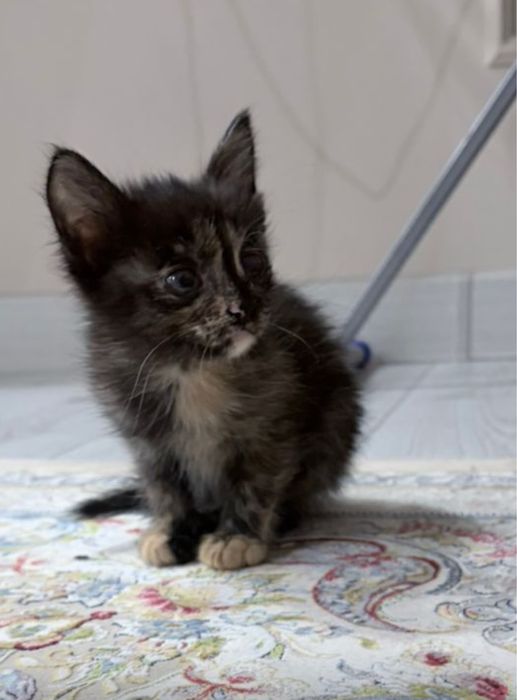 Отдам классного котенка в добрые руки