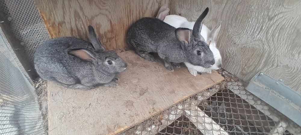 Көжектер бар 2000 теңгеден