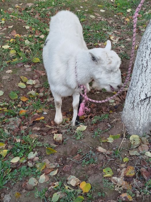 Орыс Ешкі Сатылады