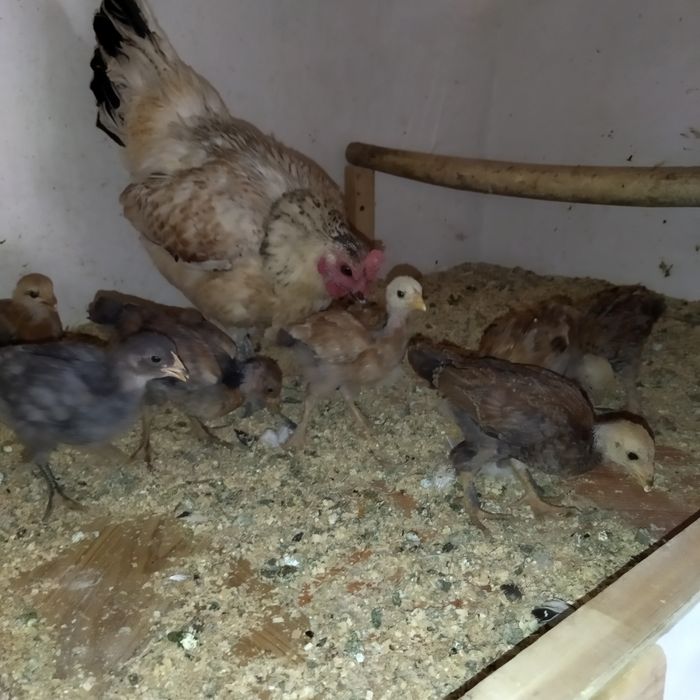 Kurk ona bolala sotiladi