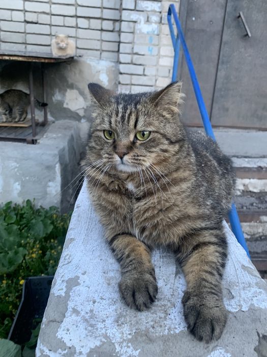 Кошки в добрые руки!