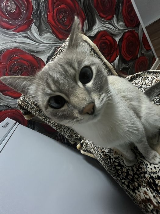 Пропал кот, сиамский