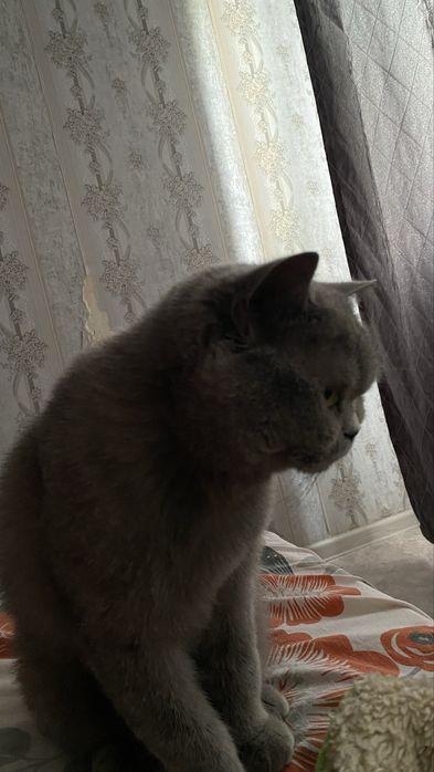 Отдам даром кошку