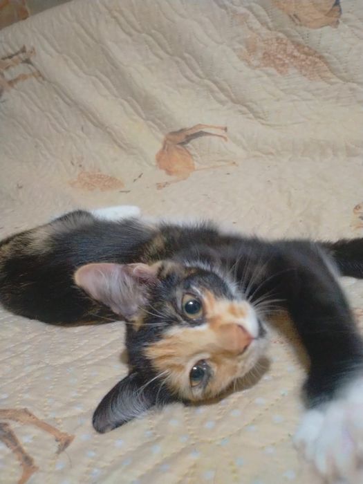 Отдам котят даром