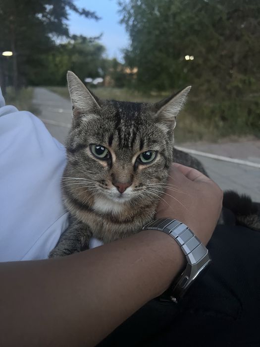 Кошечка ищет дом