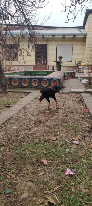 Dakan xo'roz sotiladi