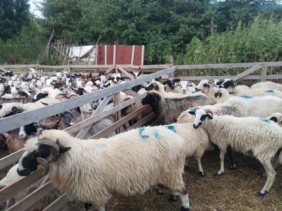 Își caută alta casă oi bune vând sau schimb cu vaci