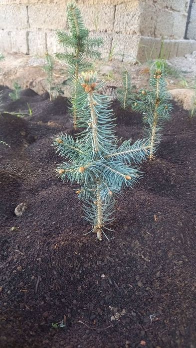 Голубая ель кўчатлари сотилади 4йиллик, 2 литрли  тувакларда
