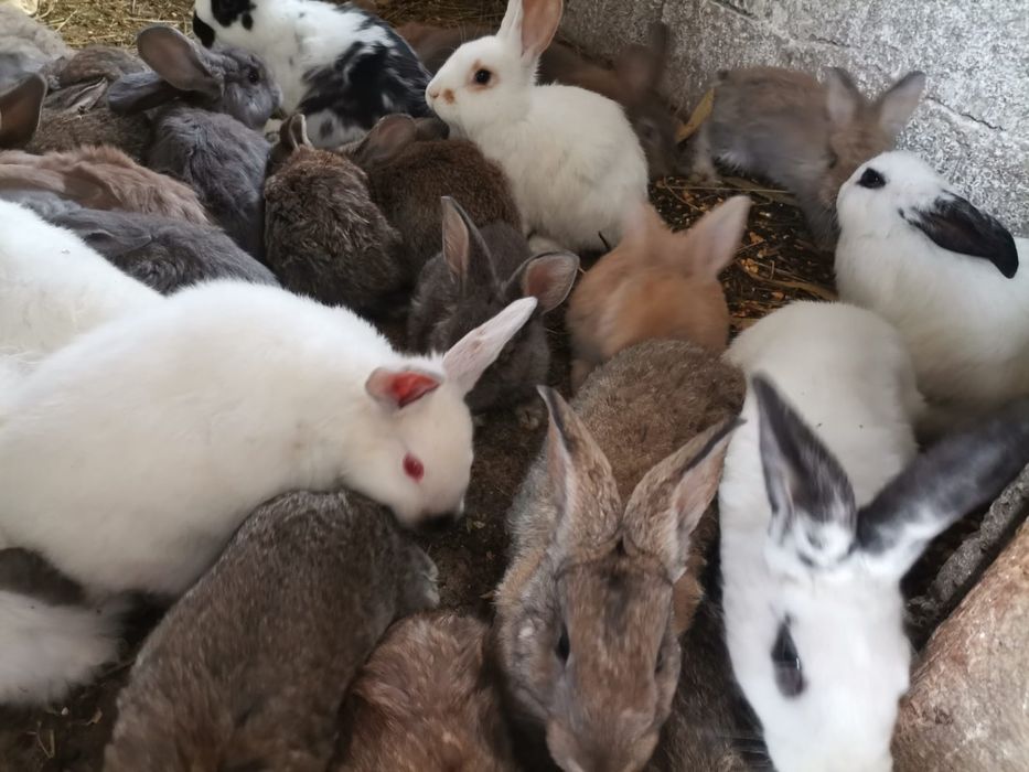 Iepurași de vârste și rase diferite