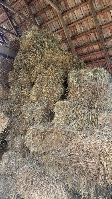 Vând baloți paie de ovăz
