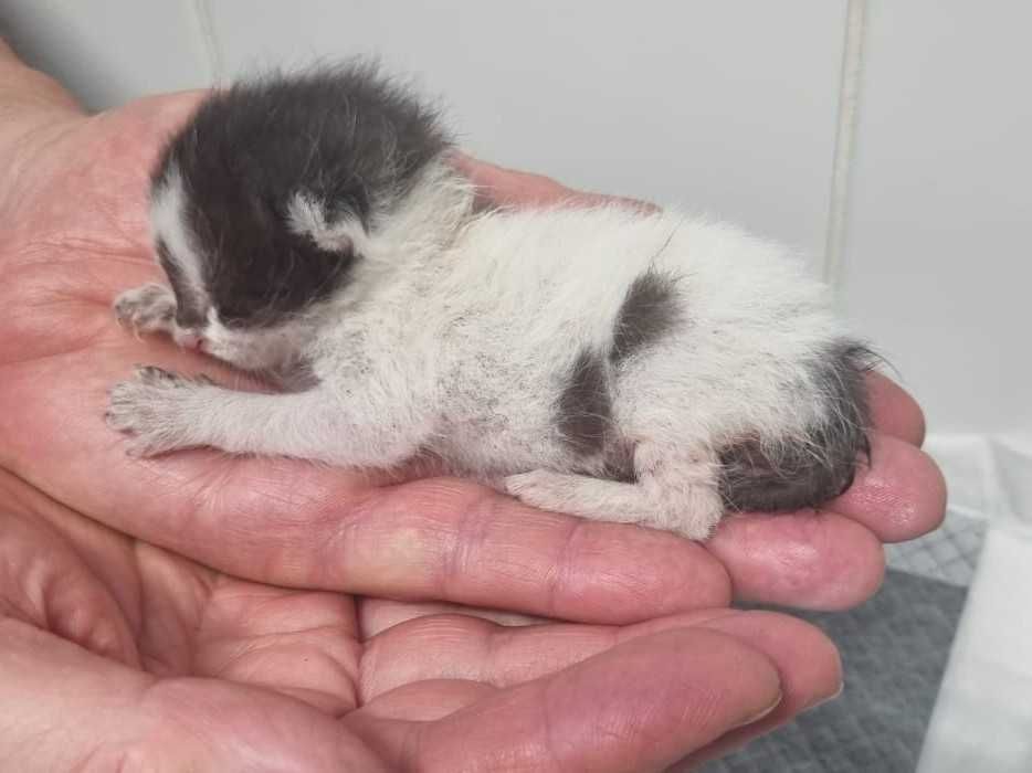 adoptie pui pisica de 1 saptamana pentru alaptare