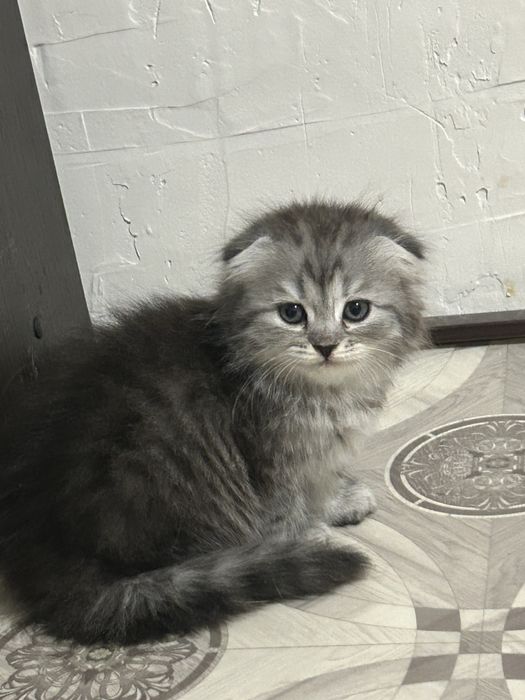 Продам котенка девочку